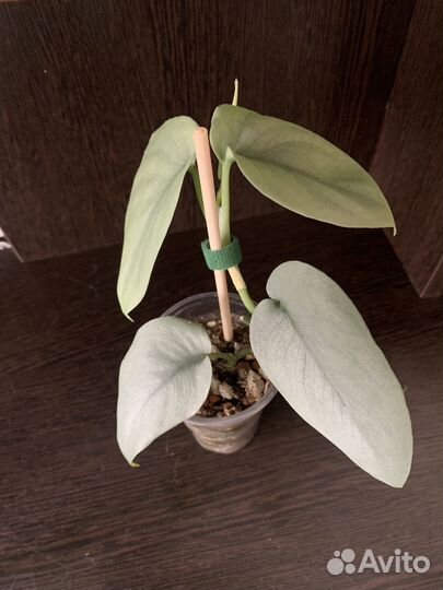 Сциндапсус Платинум