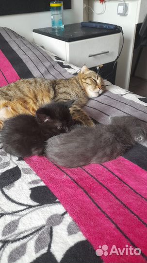 Кошка шотландская