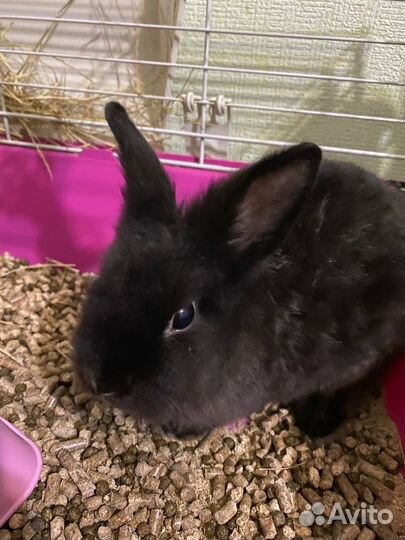 Кролик Девочка