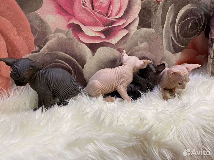 Канадский сфинкс