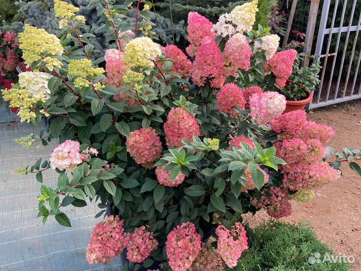 Гортензия метельчатая