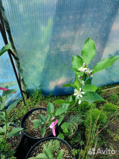 Лимон, мандарин, апельсин, каломандин