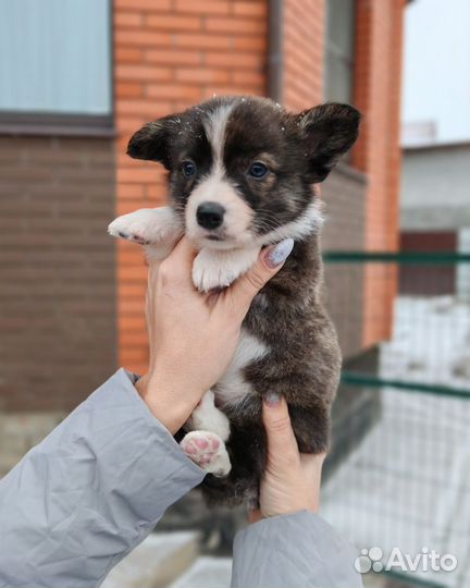 Малыши корги мальчики и девочки