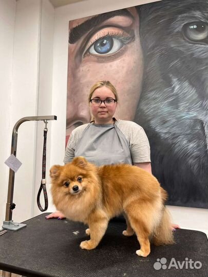 Требуются шпицы в качестве модели