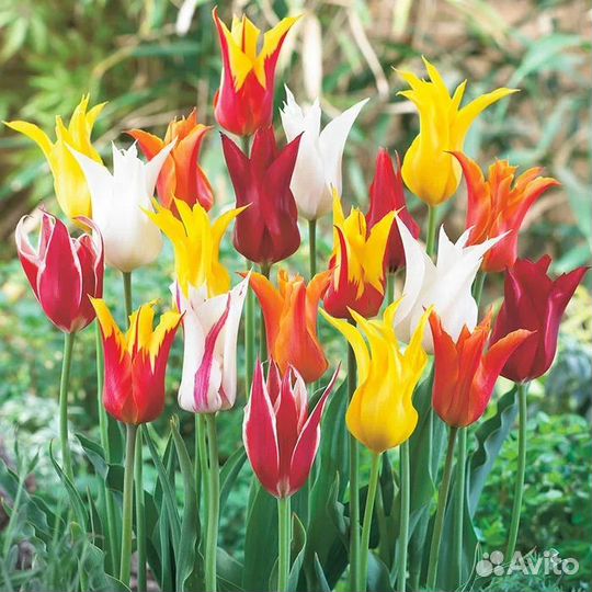 Тюльпаны 8 штук луковицы лилиецветные смесь