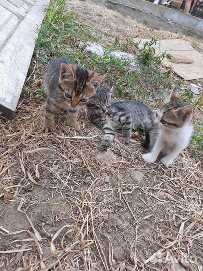 Котята в добрые руки