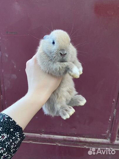Карликовый кролик