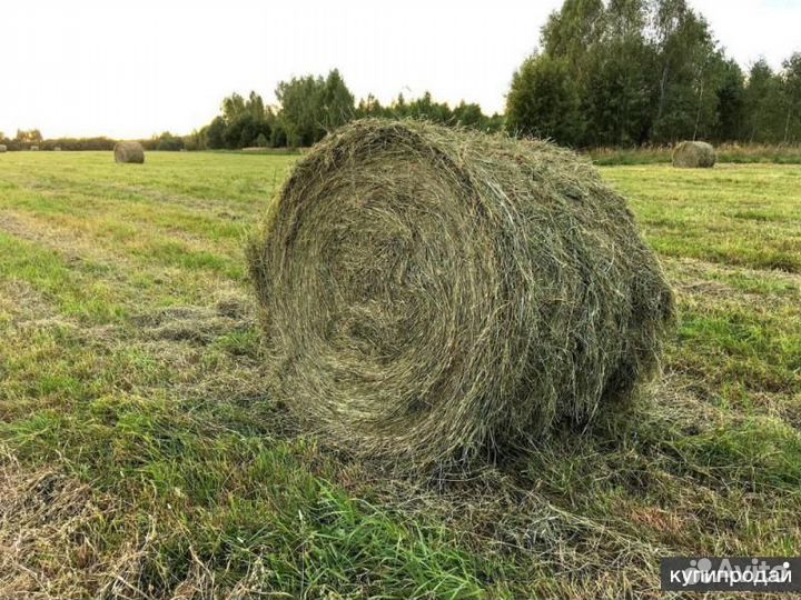 Сено в рулонах 2022