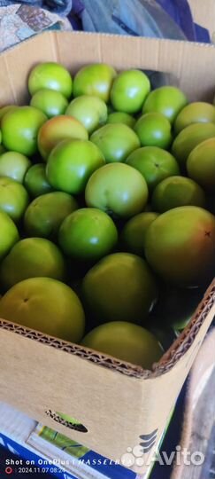 Помидоры зеленые