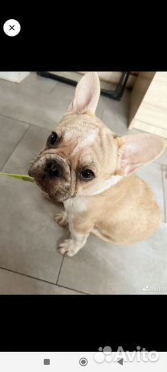 Французский бульдог