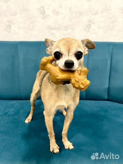 Передержка собак