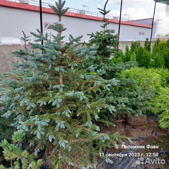 Ель Колючая Глаука Кейбаб Экстра 40-60 см