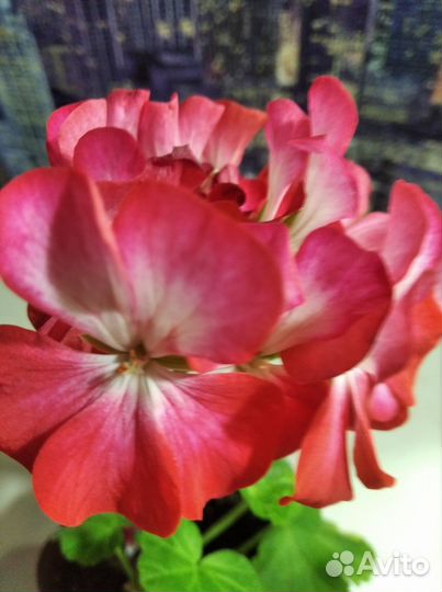 Пеларгония сортовая Eva Dabner