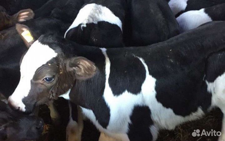 Бычки молодняк