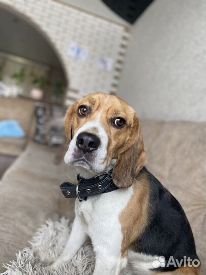 Бигль вязка