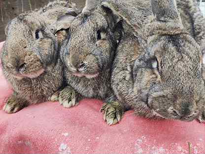 Кролики фландр