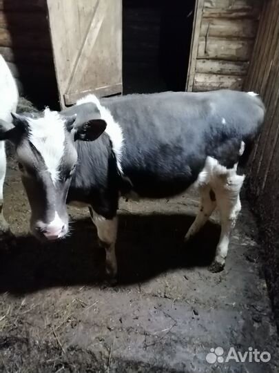 Телята телочки