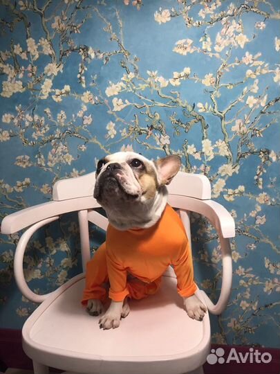 Одежда для собак