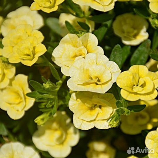 Вегетативные черенки Калибрахоа