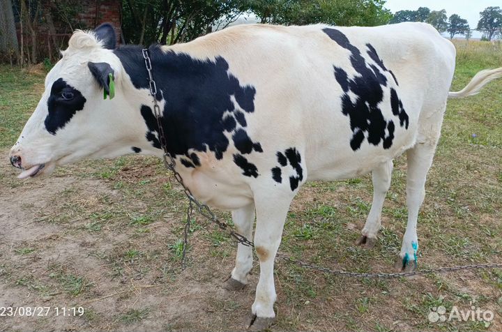 Продам телку