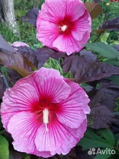 Сортовые гибискусы