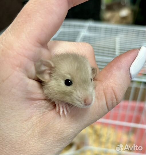 Крыса дамбо крысята