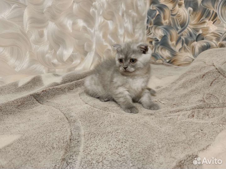 Шотландские котята