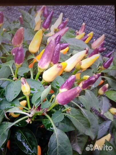 Семена острых горшочных перцев.10с-40р