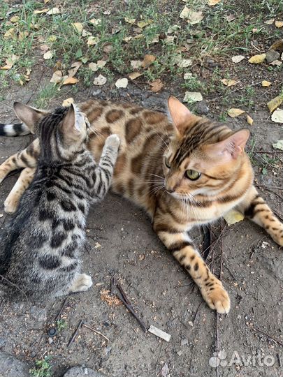 Бенгальские котята в добрые руки
