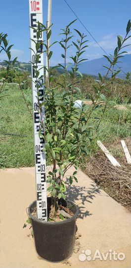 Бирючина обыкновенная, кустарник 0,8-1м, 1-1,2 м