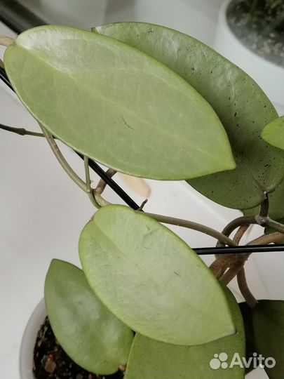 Хойи срезом 1