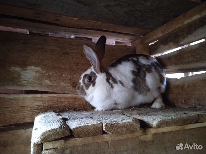 Кролики мясных пород
