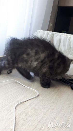 Котёнок кот