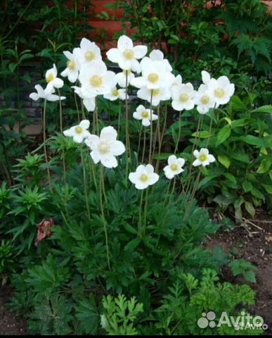 Ветреница анемоны