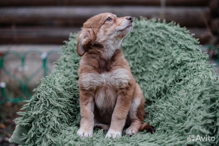 Щенок девочка в добрые руки