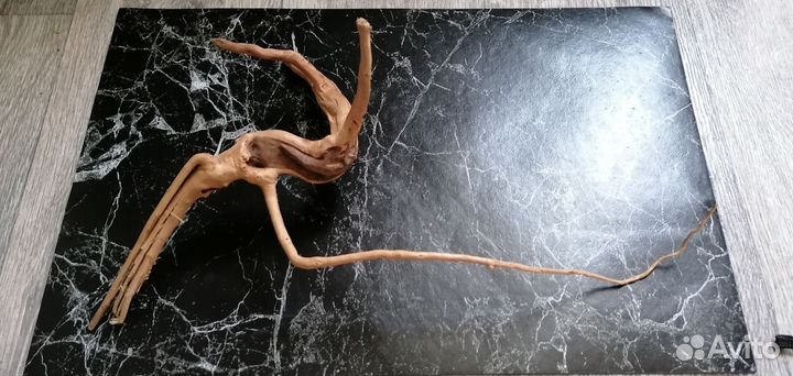 Корень мангры