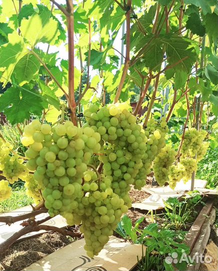 Черенки винограда районированные