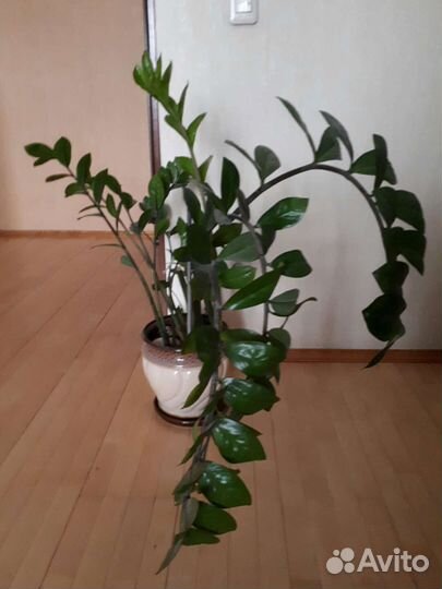 Замиокулькас