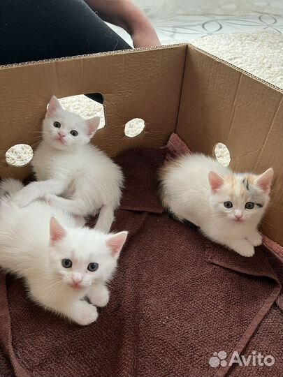 Отдаю котят в добрые руки