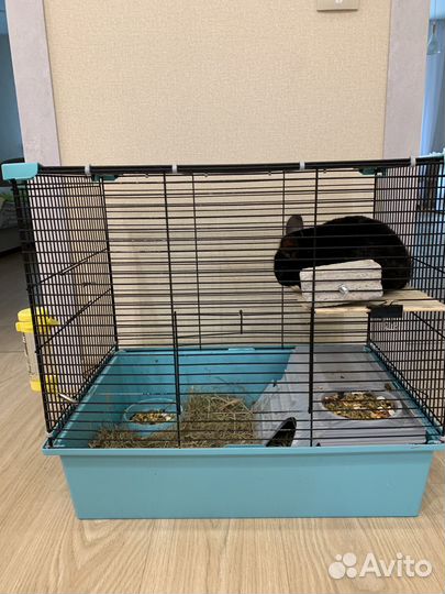 Шиншилла мальчик