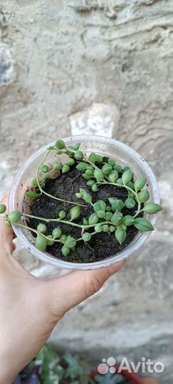 Крестовник Роули