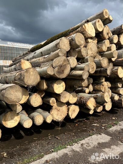 Лес Кругляк осина