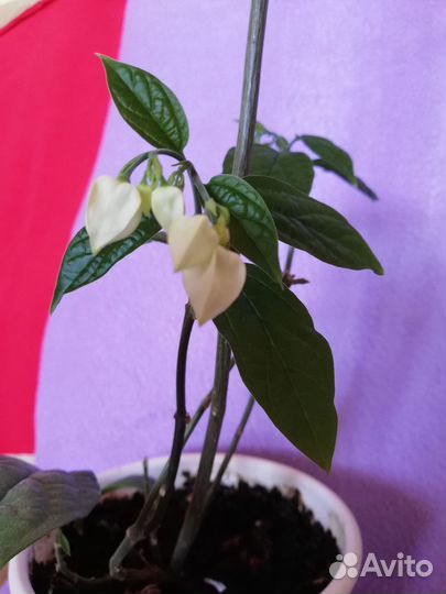 Клеродендрум томсон начало цветения