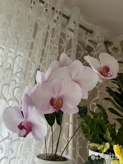 Орхидея фаленопсис