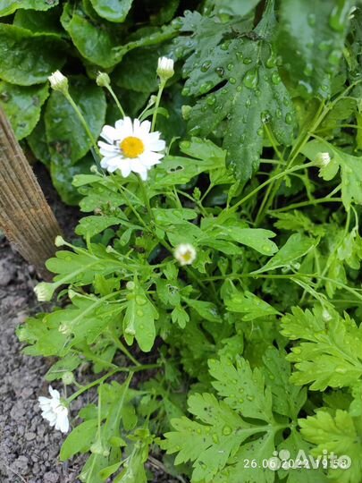 Девичья хризантема (пиретрум), ромашка.Многолетник
