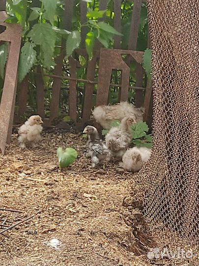 Китайские шелковые