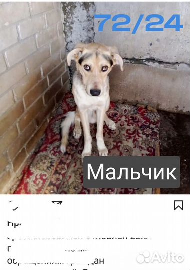 Собака в дар