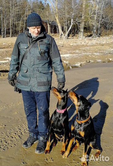 Кинолог, зоопсихолог*