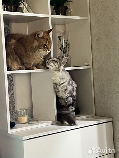 Кошки мейн-кун