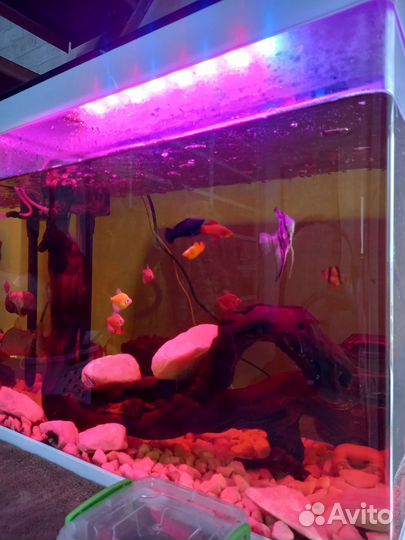 Аквариум с рыбками бу 75 литров